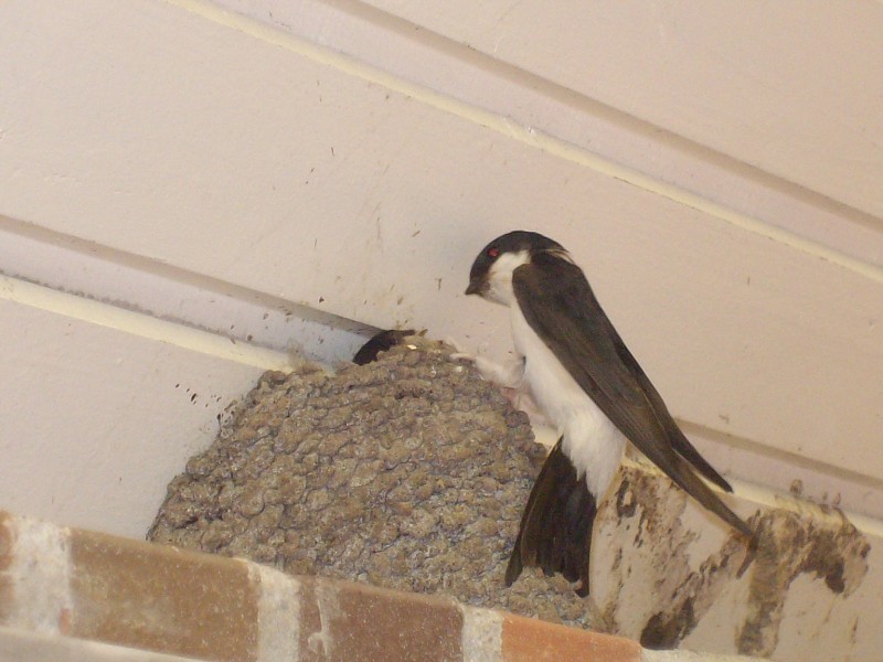 Demian: Lucians Melody