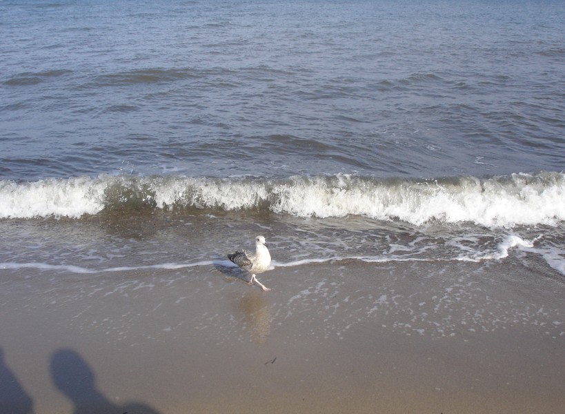 Demian: Lucians Melody