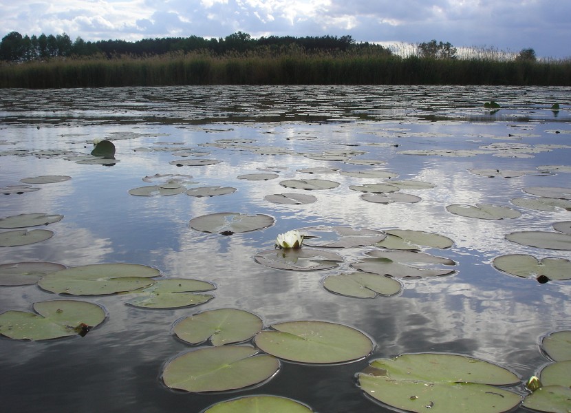 Demian: Lucians Melody