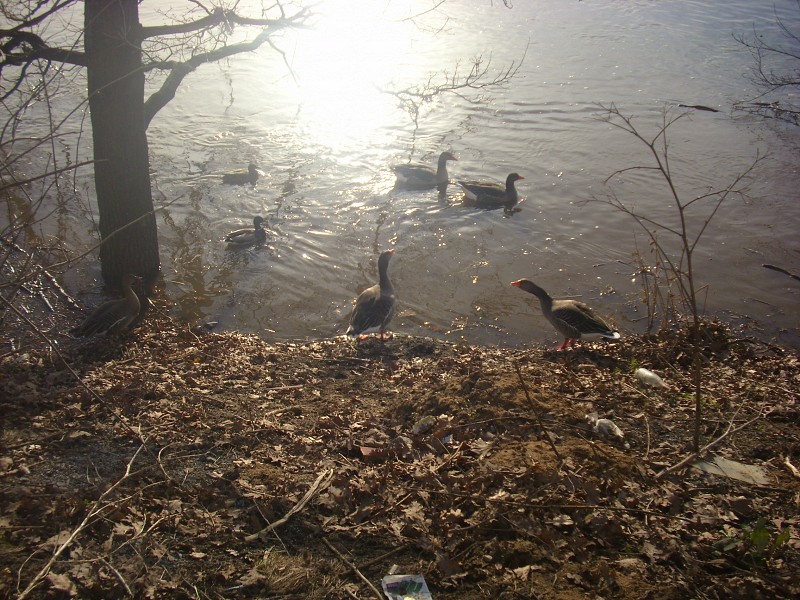 Demian: Lucians Melody