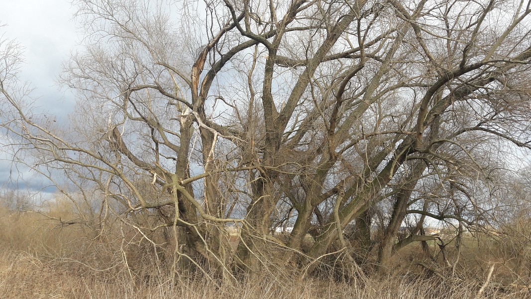 Demian: Lucians Melody